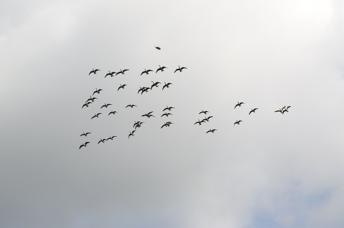 Barnacla Canadiense Grande - ML645000810