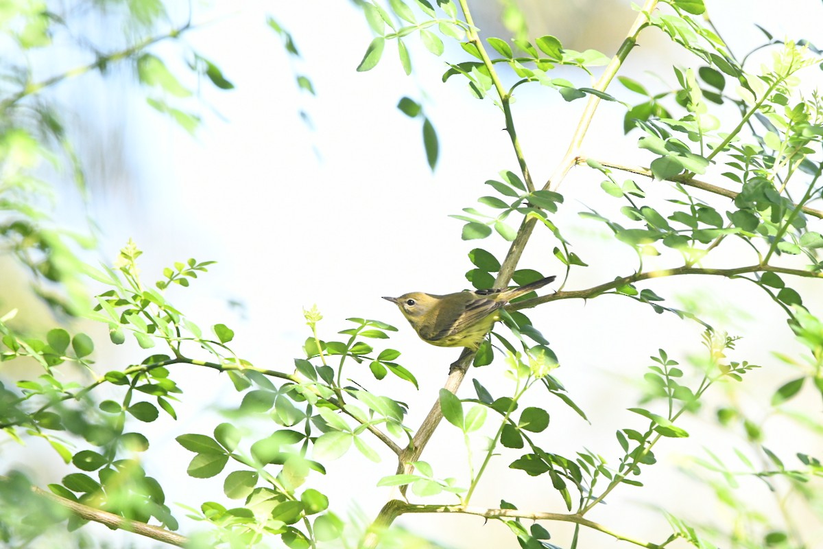 Prairie Warbler - ML645000811