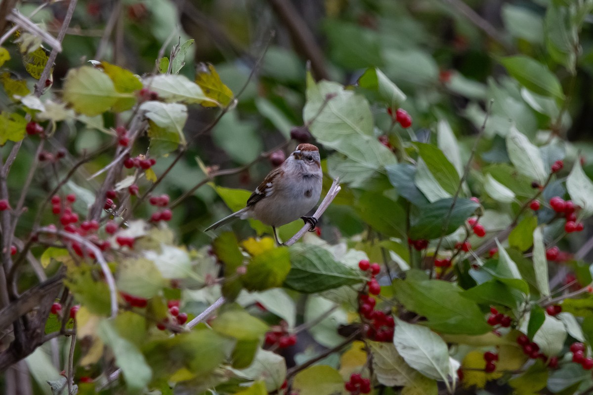 Chingolo Arbóreo - ML645000821
