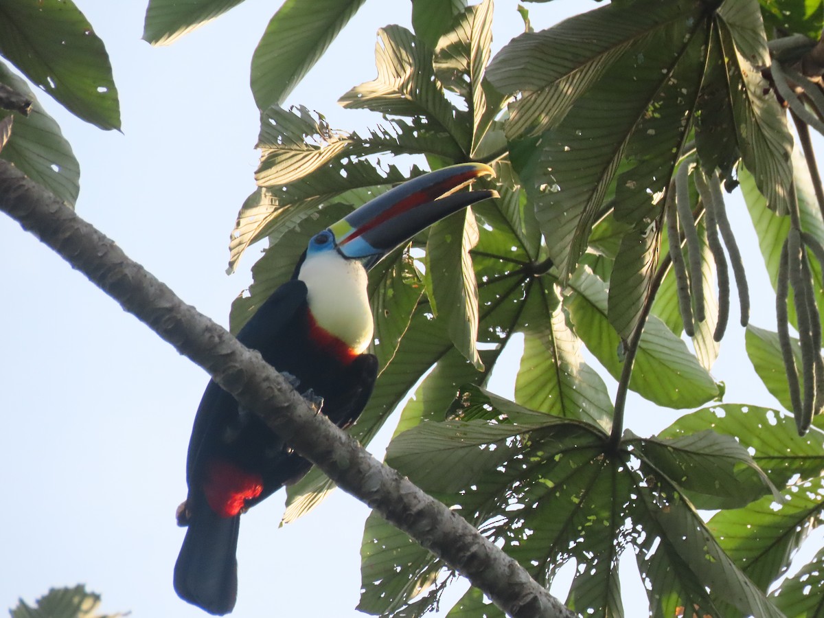 White-throated Toucan - ML645000829