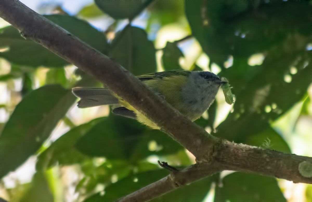 Blue-capped Tanager - ML645000830