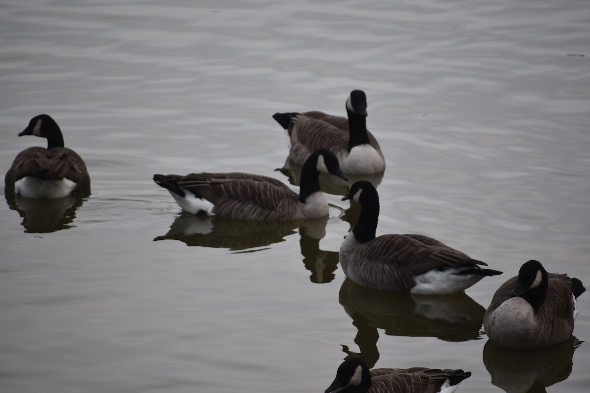 Barnacla Canadiense Grande - ML645000842