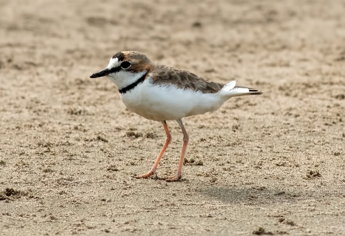 Collared Plover - ML645000879