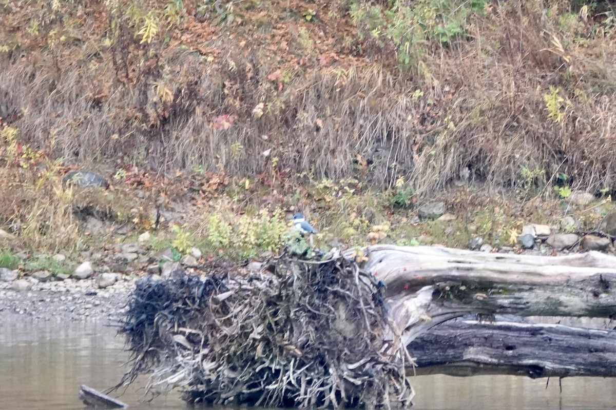 Martin handi iparramerikarra - ML645000881