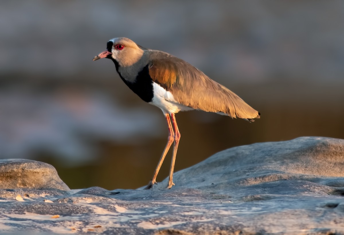 Southern Lapwing - ML645000886