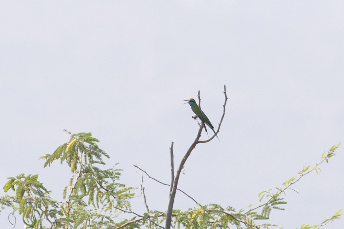 שרקרק גמדי - ML645000888