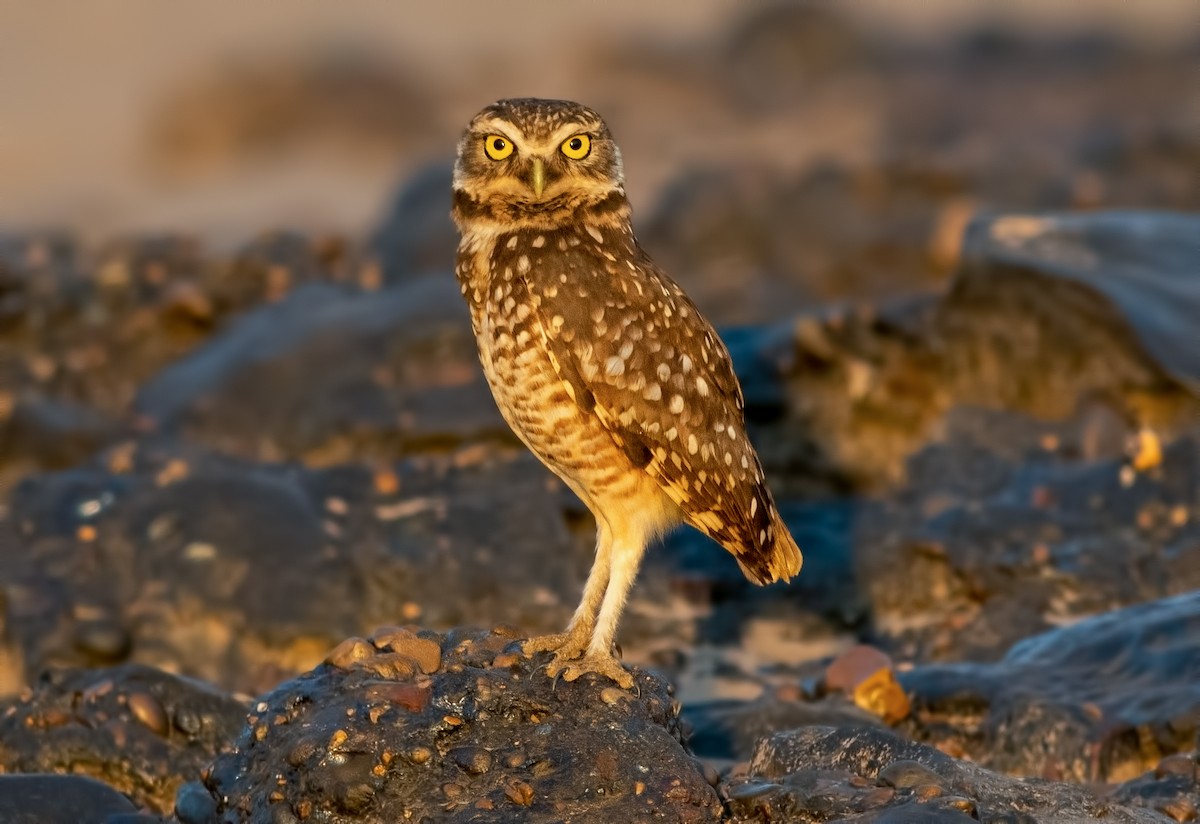 Burrowing Owl - ML645000889