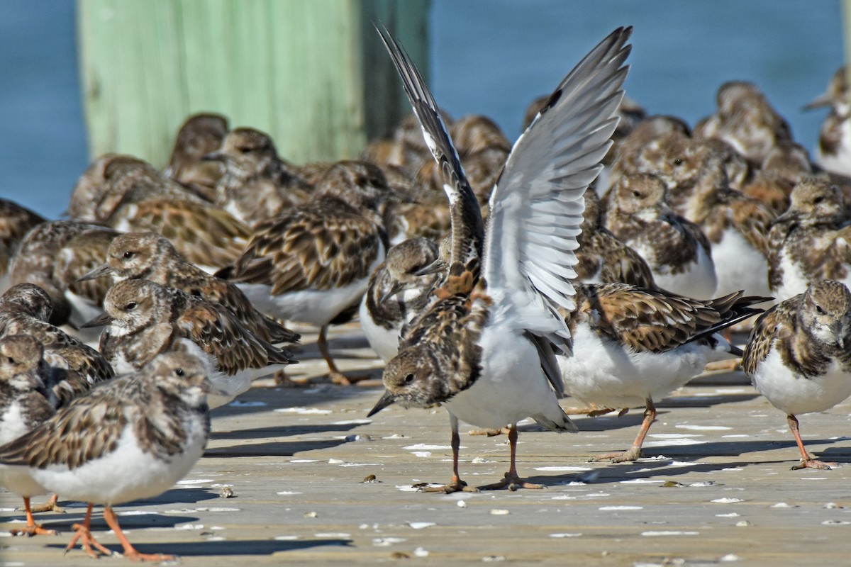 Ruddy Turnstone - ML645000893