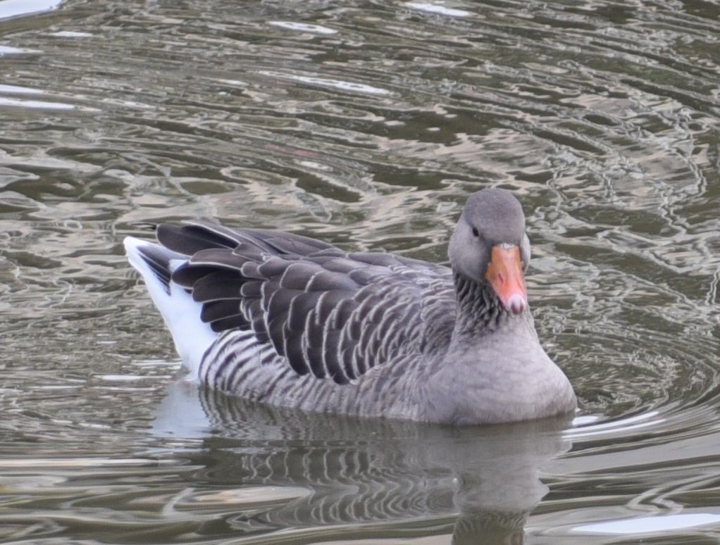 Oca selvatica - ML645000900