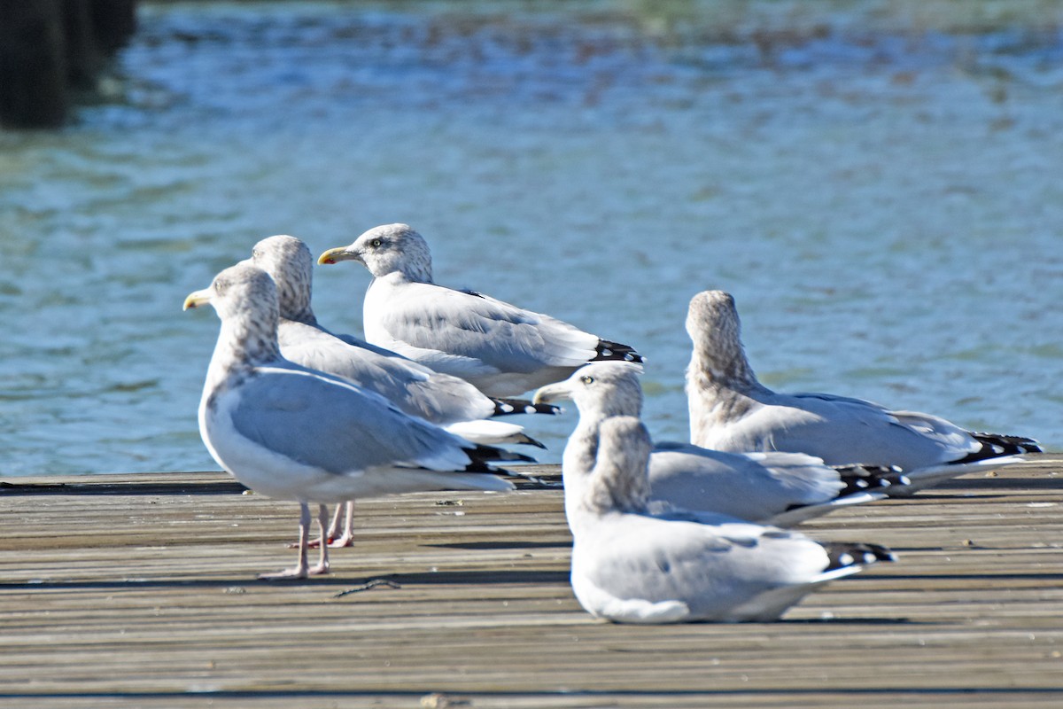 American Herring Gull - ML645000901