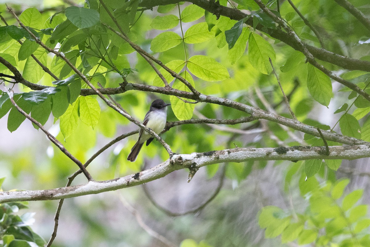 Stolid Flycatcher - ML645000904