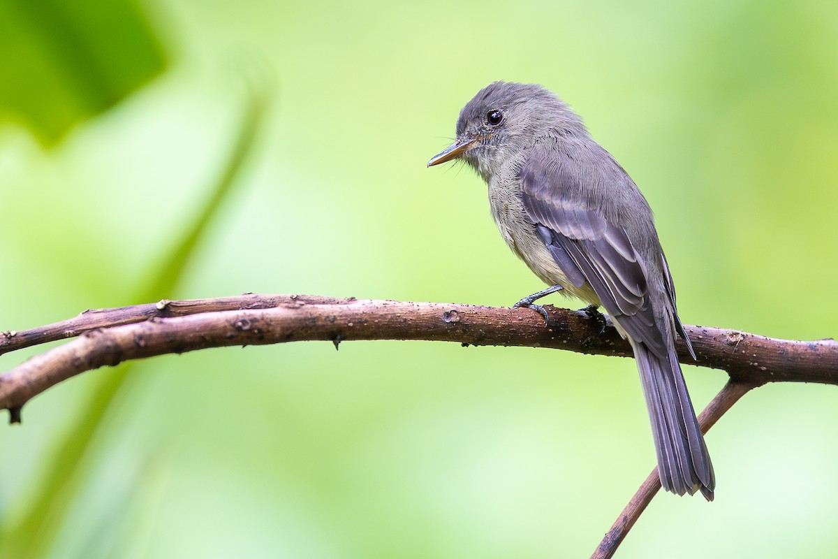 Hispaniolan Pewee - ML645000910