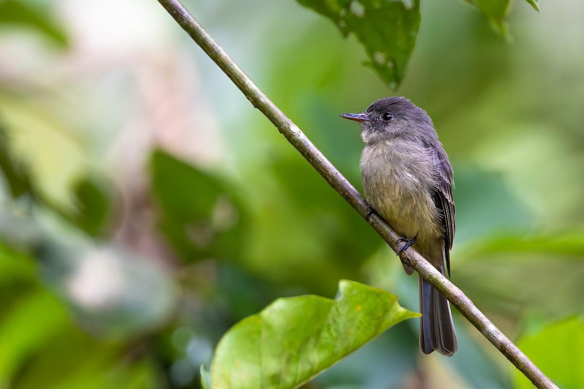 Hispaniolan Pewee - ML645000912