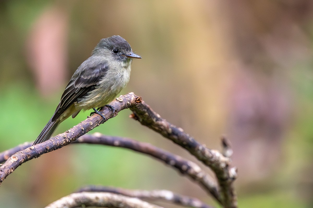 Hispaniolan Pewee - ML645000913