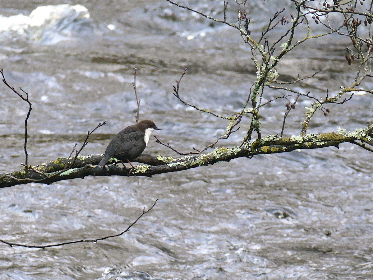 אמודאי הנחלים - ML645000919