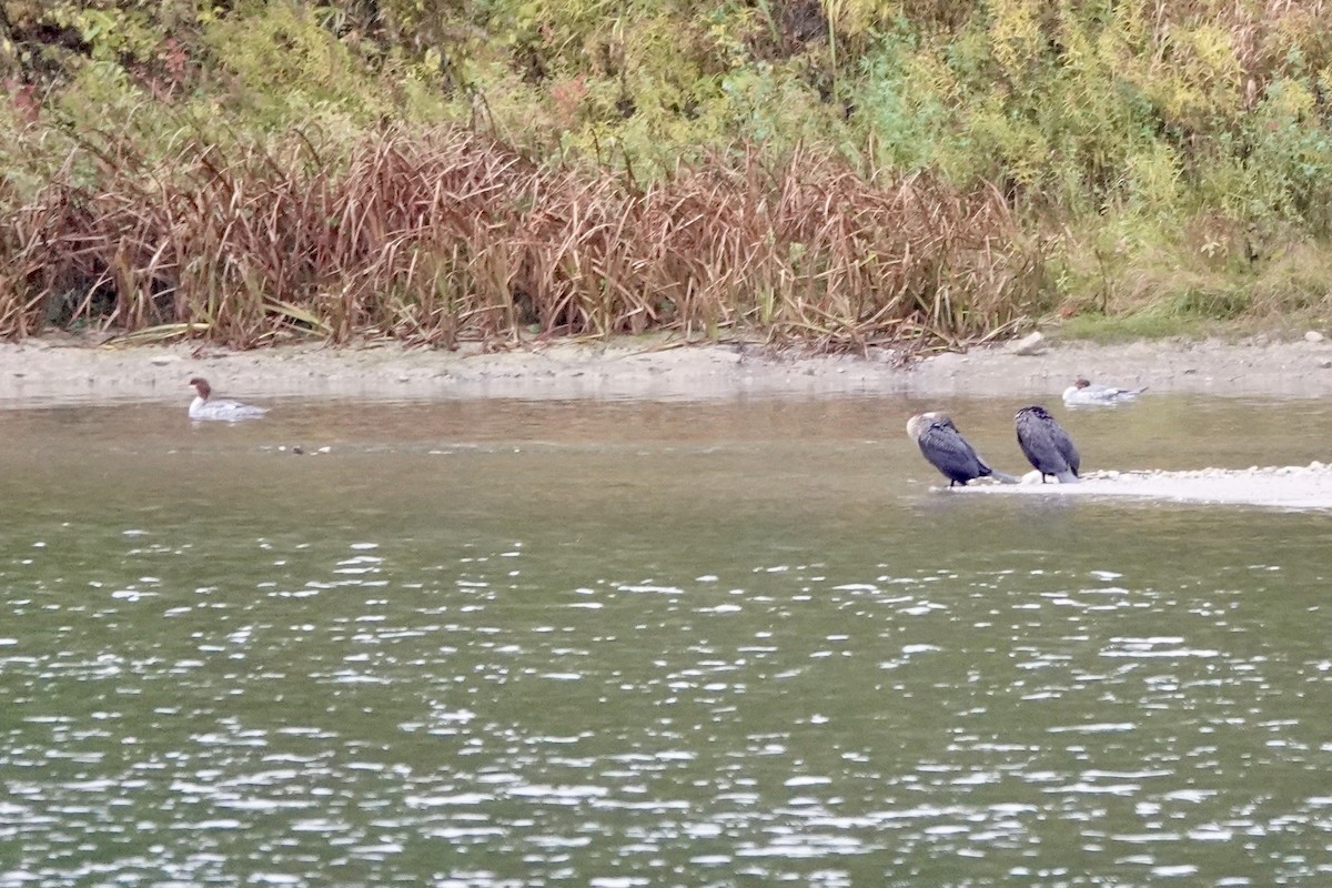 Double-crested Cormorant - ML645000923