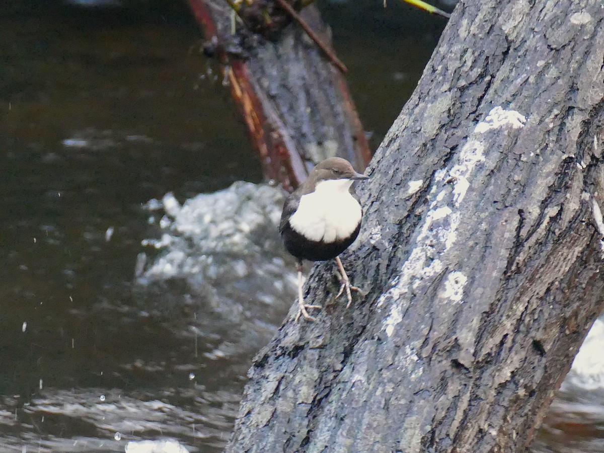 אמודאי הנחלים - ML645000935