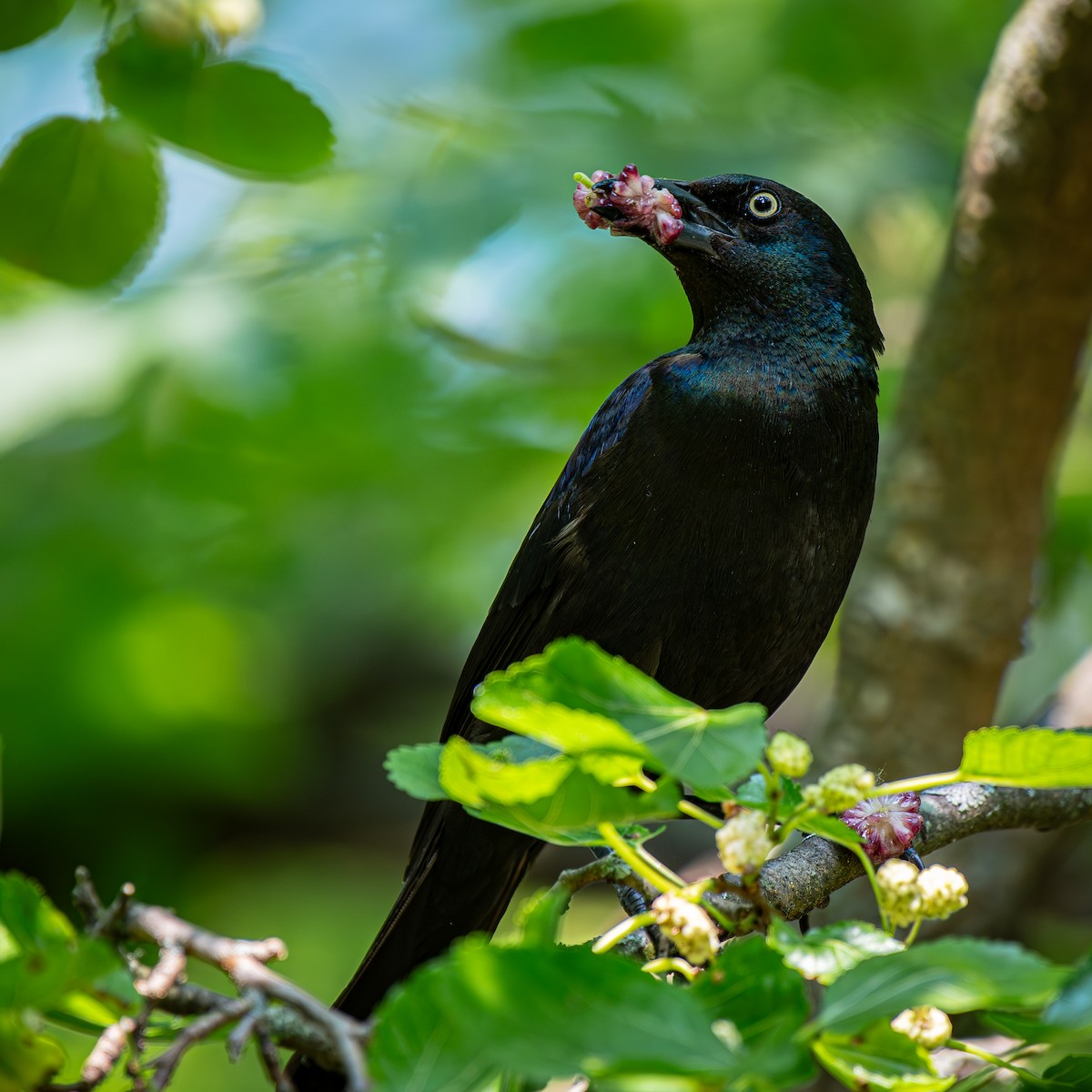 Purpurgrackel - ML645000937