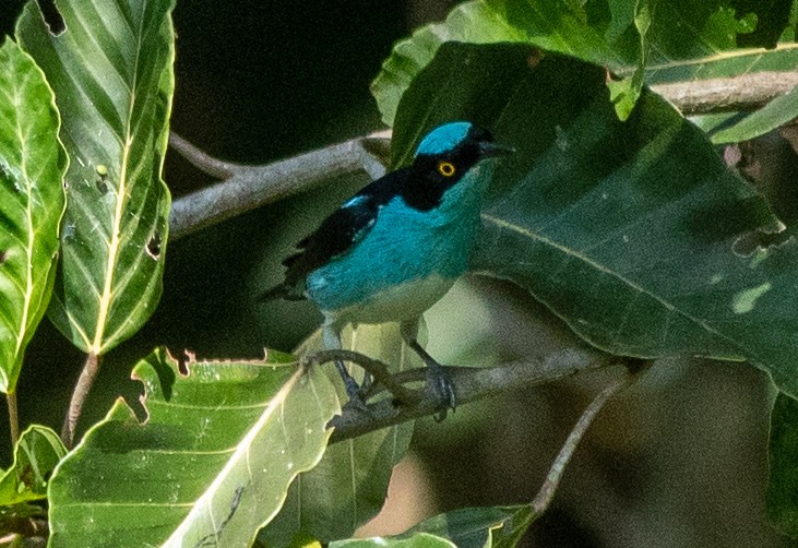 Black-faced Dacnis - ML645000947