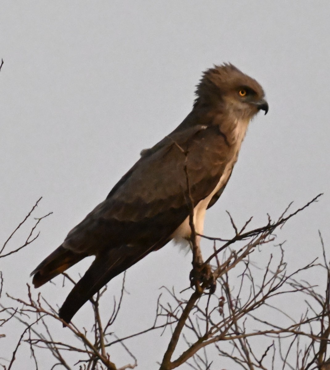 Beaudouin's Snake-Eagle - ML645000948