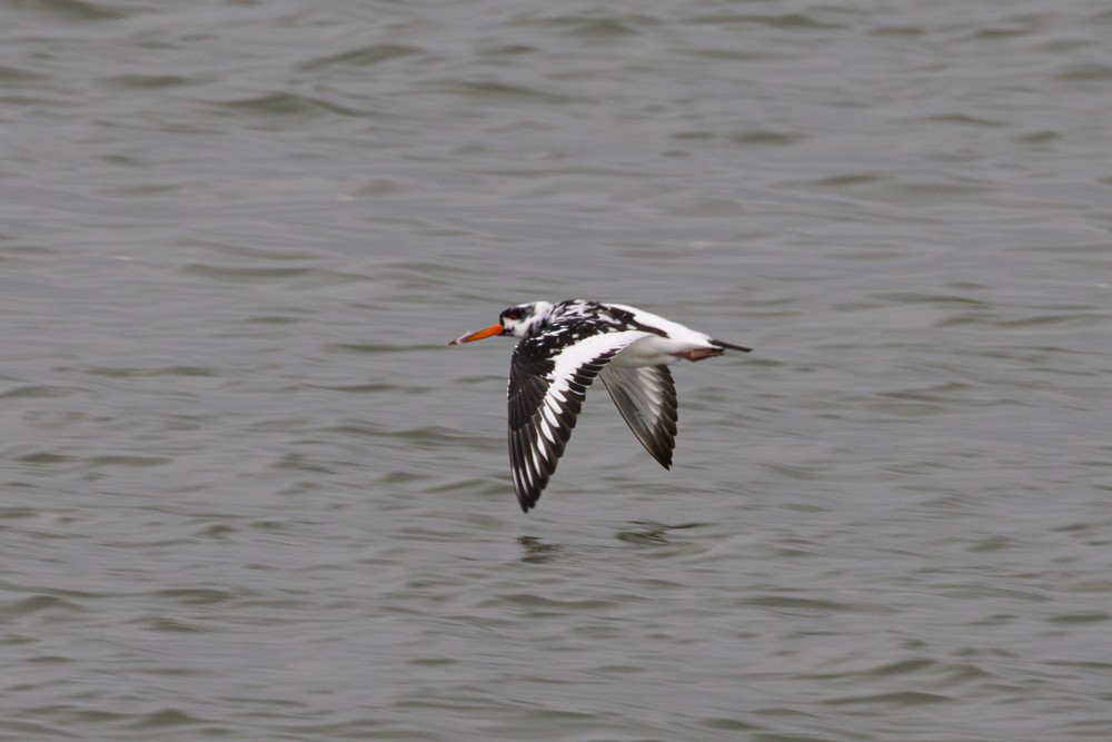שלצדף החוף (אירואסייתי) - ML645000953