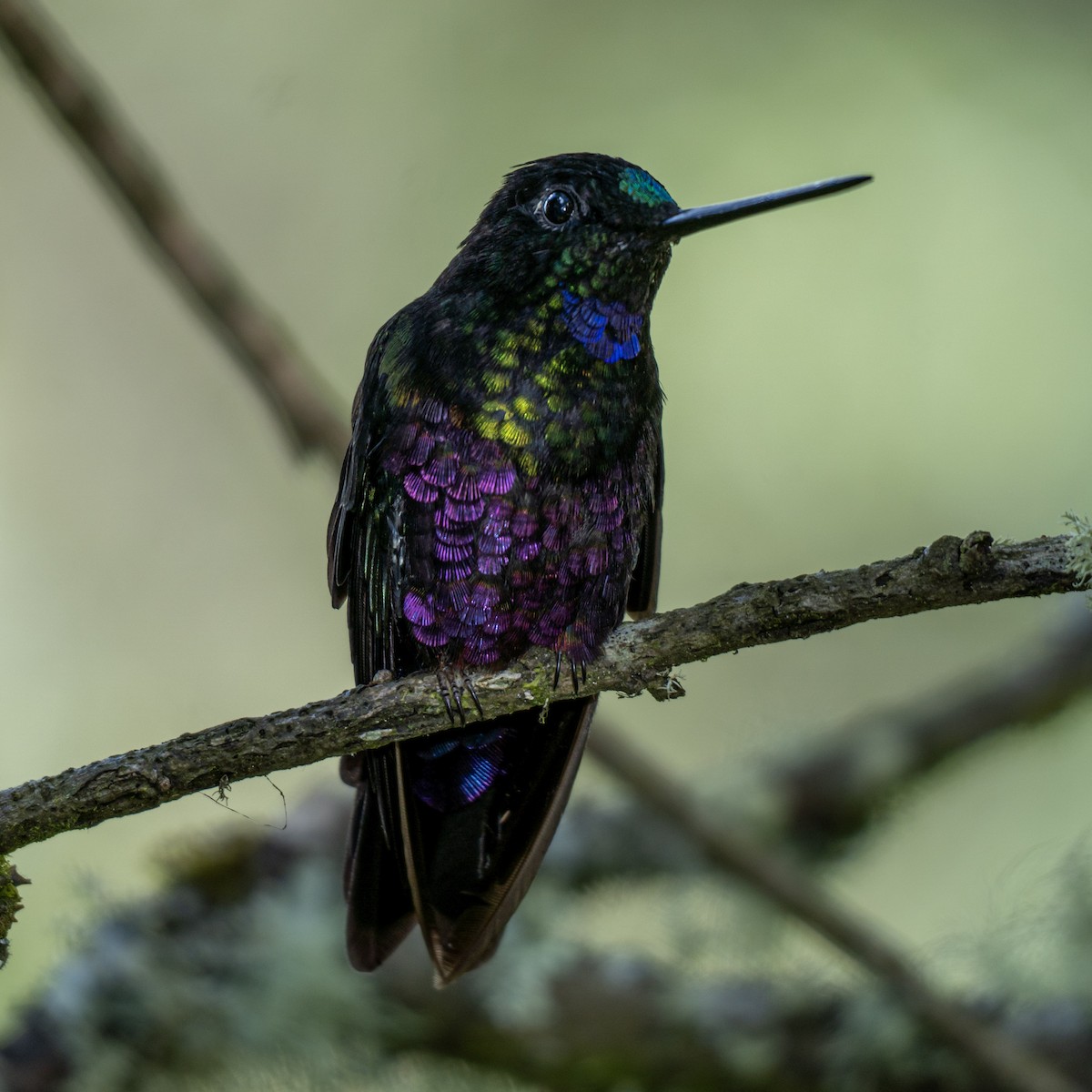 ゴシキインカハチドリ - ML645000960