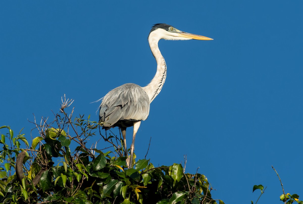 Cocoi Heron - ML645000986