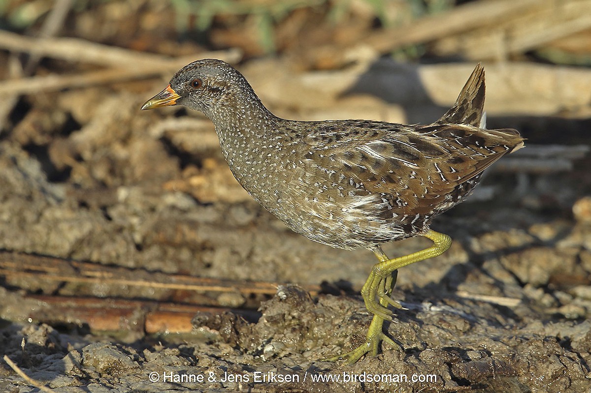 Spotted Crake - ML64500101