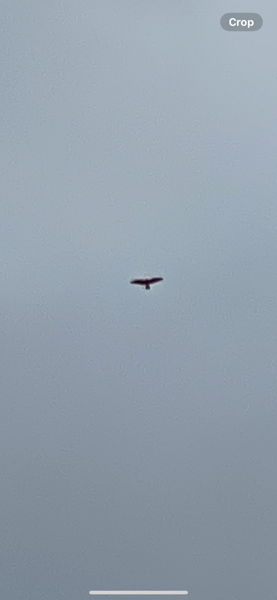 Свенсонов канюк - ML645001013