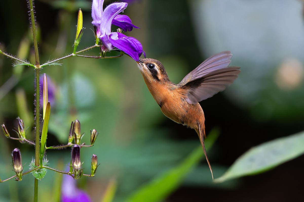 Коричневый колибри-отшельник - ML645001023