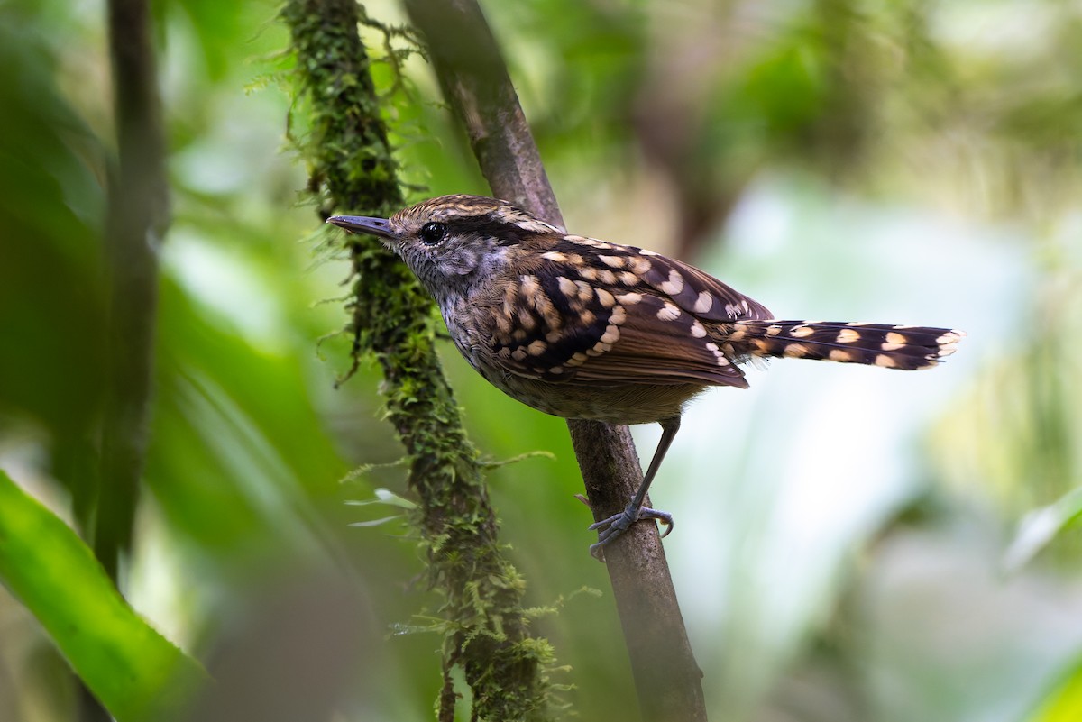 Чешуйчатая муравьянка - ML645001025