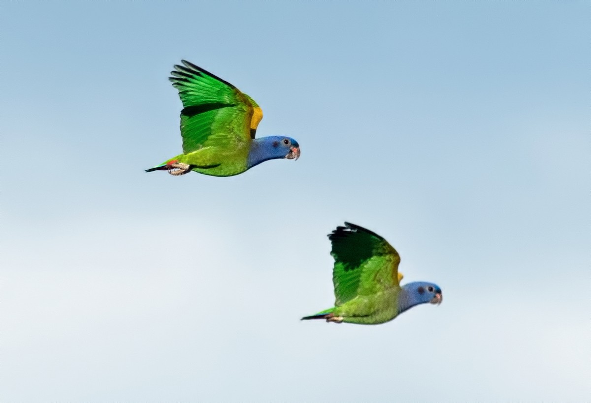 Blue-headed Parrot - ML645001029