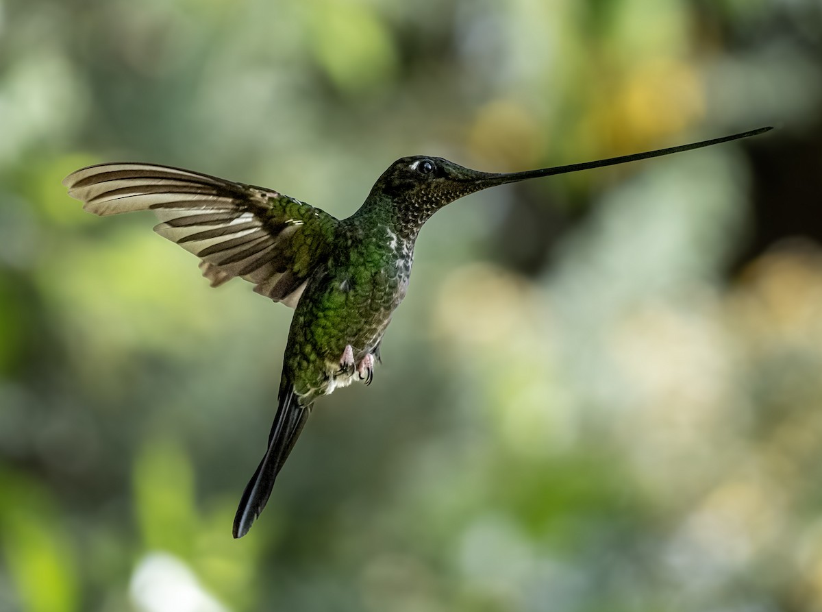 Sword-billed Hummingbird - ML645001030
