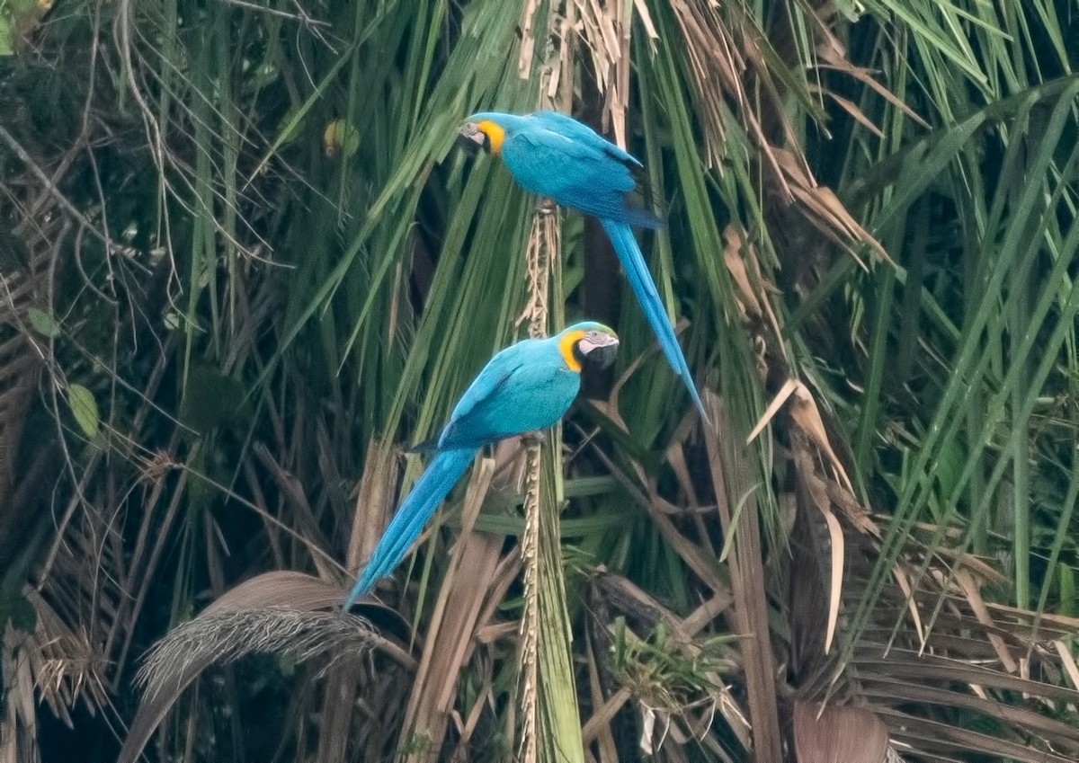 Blue-and-yellow Macaw - ML645001035