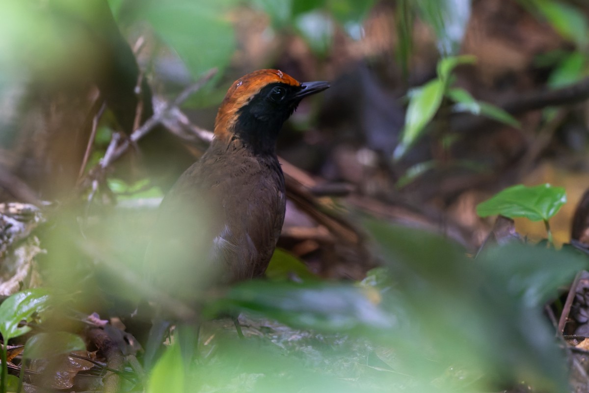 Красношапочная муравейница - ML645001038