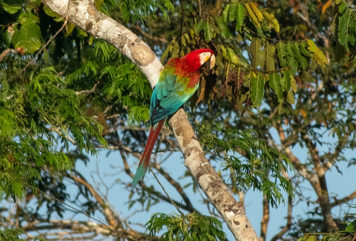 Red-and-green Macaw - ML645001042