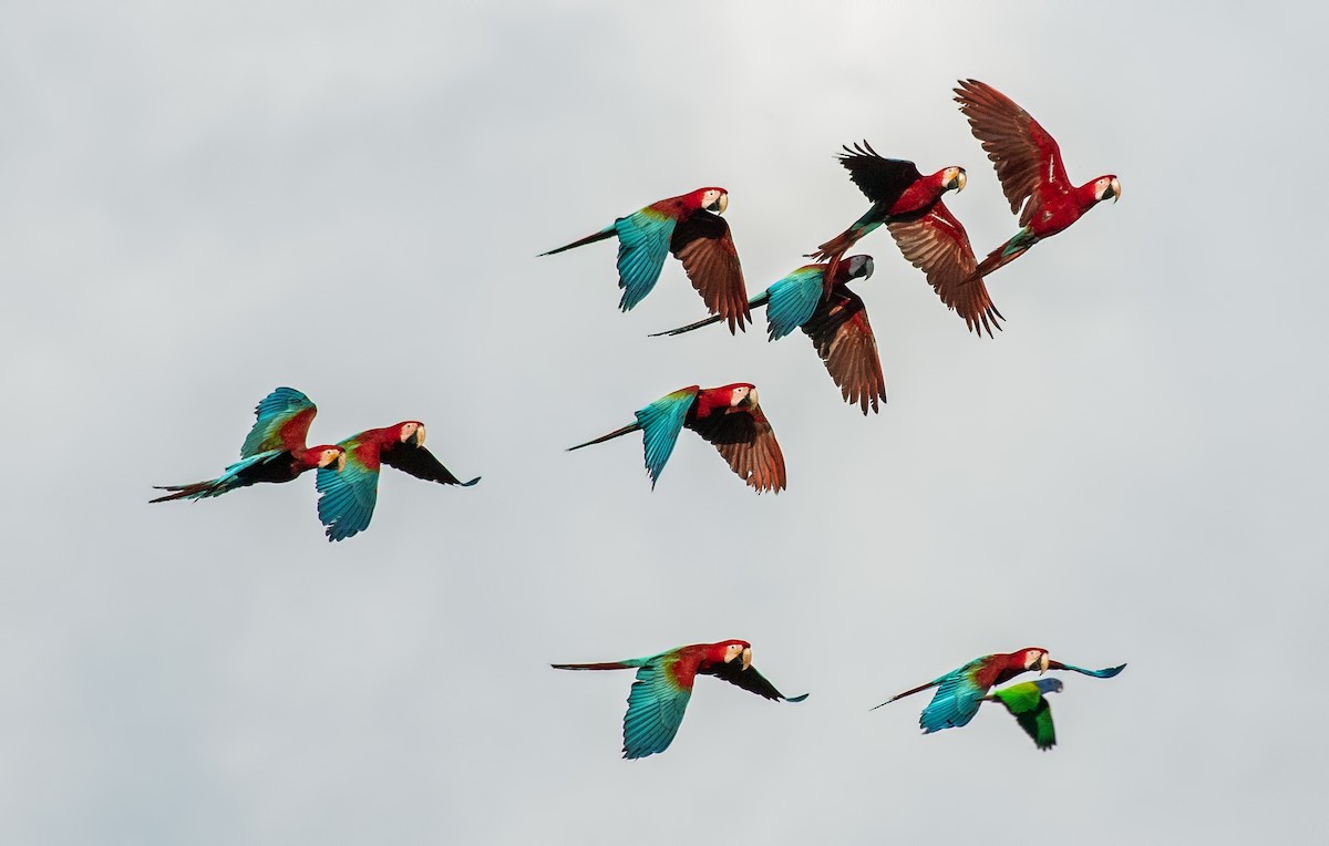 Red-and-green Macaw - ML645001043