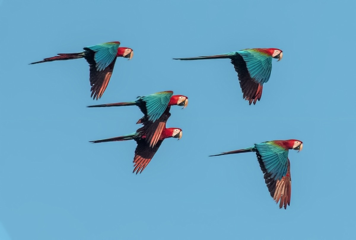 Red-and-green Macaw - ML645001044