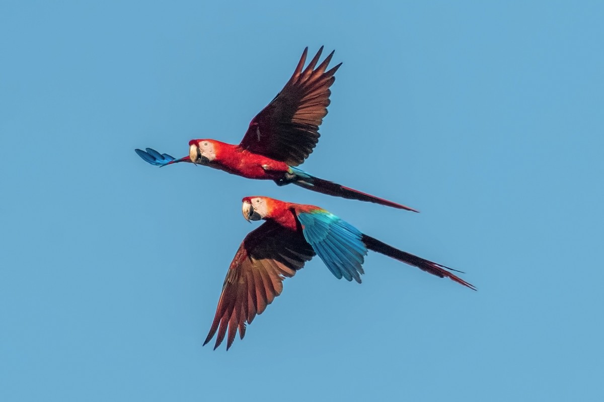 Red-and-green Macaw - ML645001045