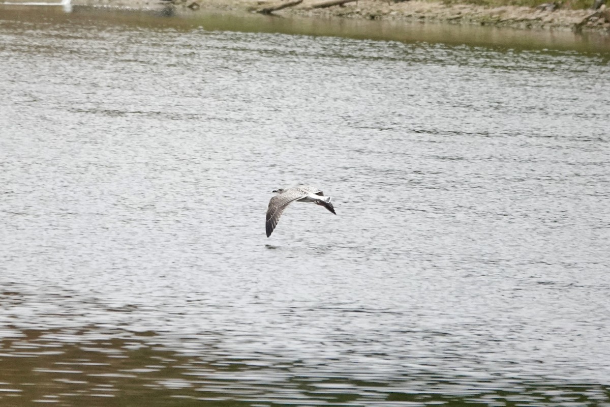 American Herring Gull - ML645001049
