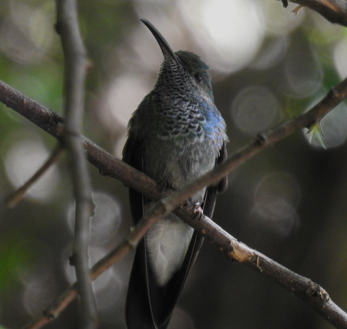 White-vented Plumeleteer - ML645001055