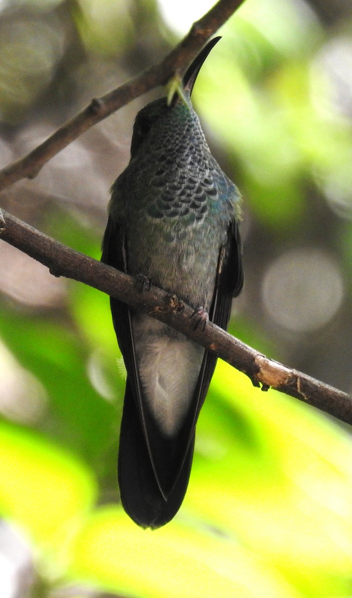 White-vented Plumeleteer - ML645001056