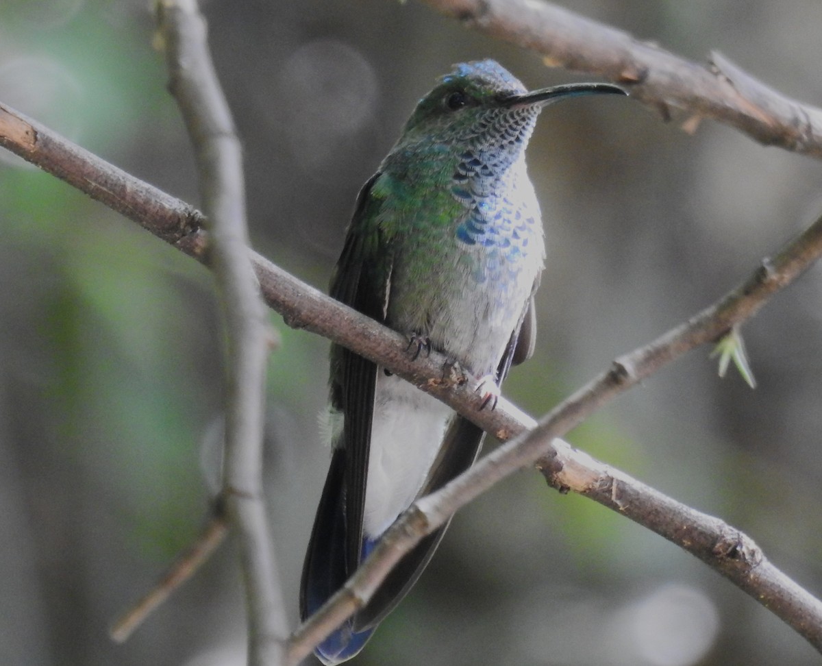 White-vented Plumeleteer - ML645001057