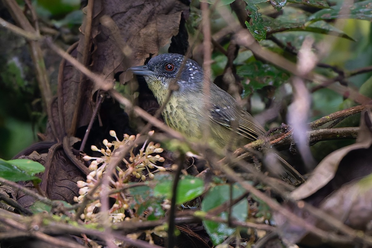 Пятнистогрудый батарито - ML645001062