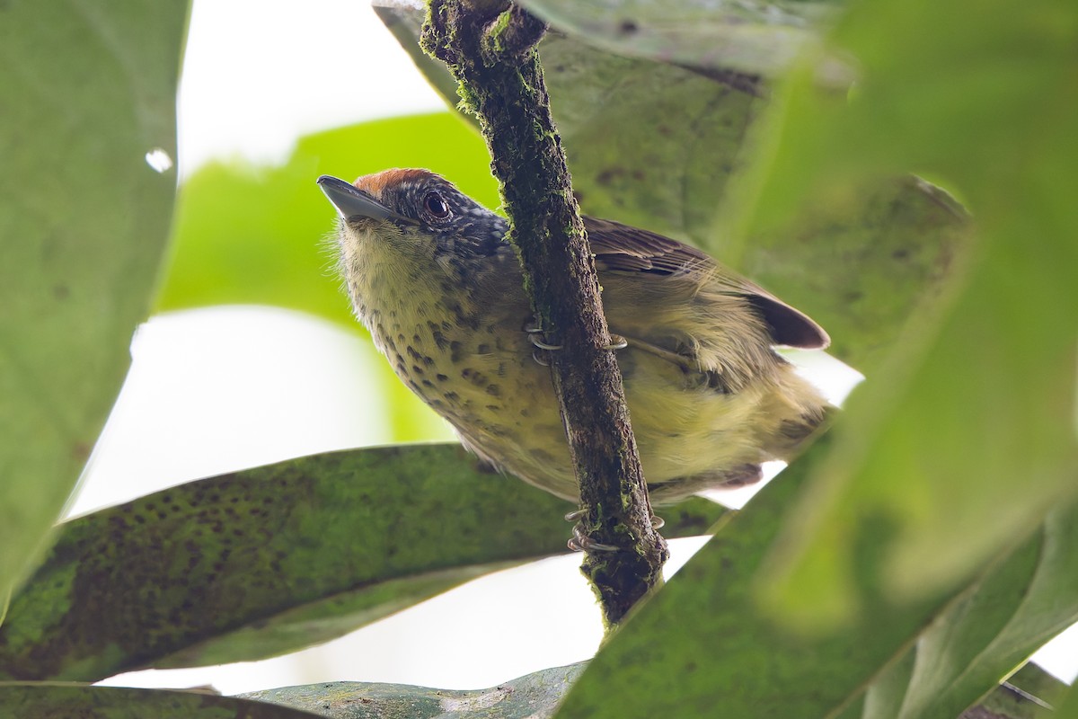 Пятнистогрудый батарито - ML645001064