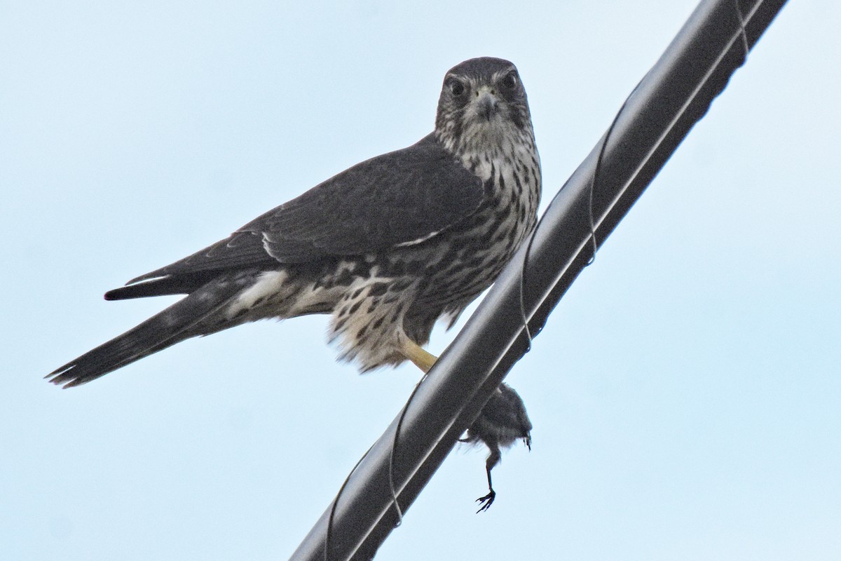 Merlin - ML645001068