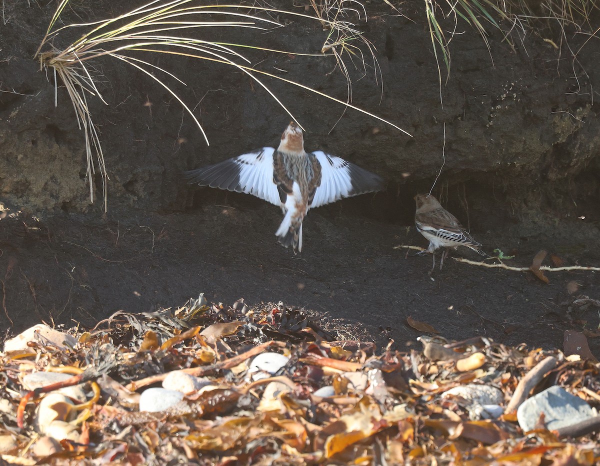Snow Bunting - ML645001090