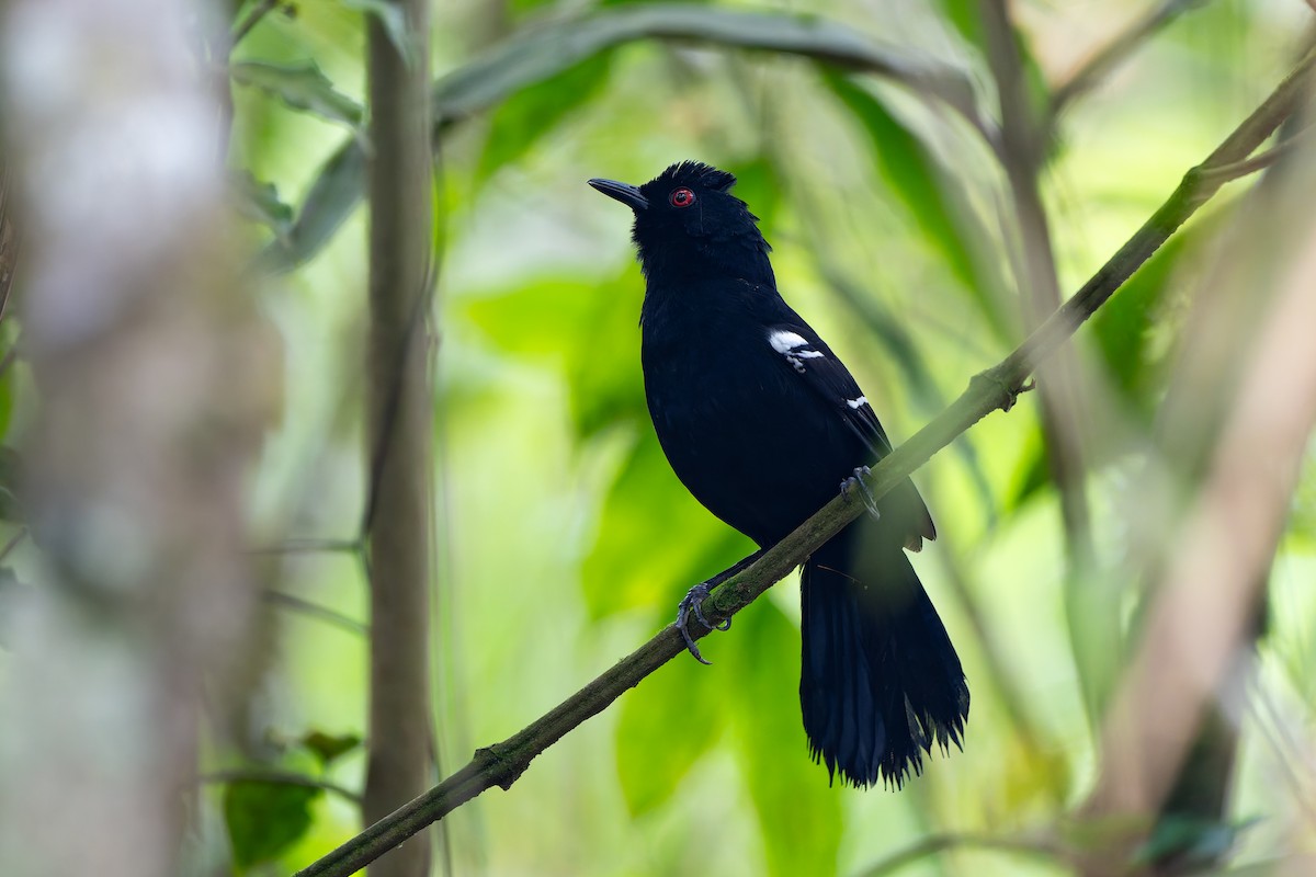 Белоплечая огнеглазка - ML645001093