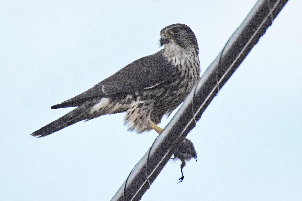 Merlin - ML645001095