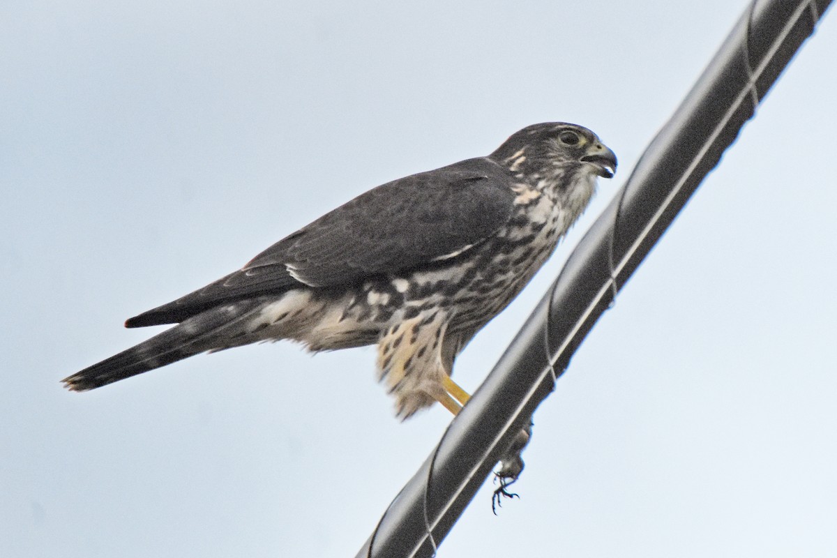 Merlin - ML645001097